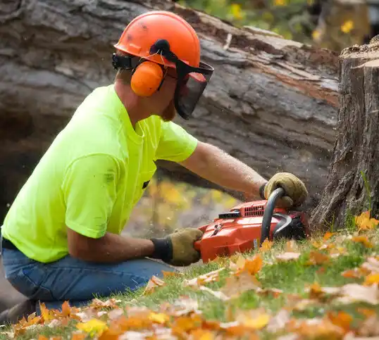 tree services Harris Hill